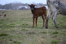 Touch of Caliber Bull Calf