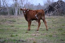 CR Just Essential Bull Calf