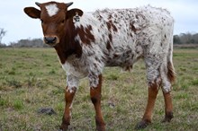 HBR Delilah Bull Calf