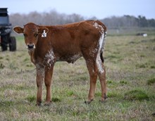 CR Guns N Roses Bull Calf