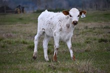 Rocking Bold Lady Heifer