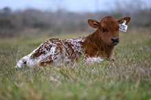 Dividend's Darling Daisy Heifer