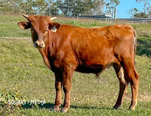 BCR Bingo Bull