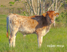 A Cut Above Bull Calf